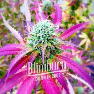 African x Princess 88