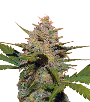 Amnesia x Café Racer