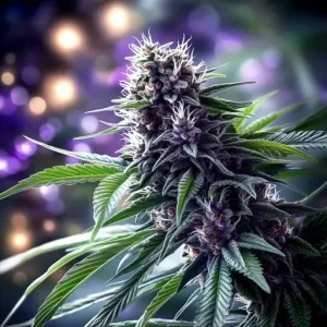 Indica-Dominant Strains