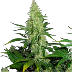 Maui Waui Hawaiian Dream