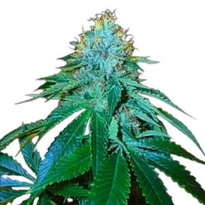 THE OG 18 Kush