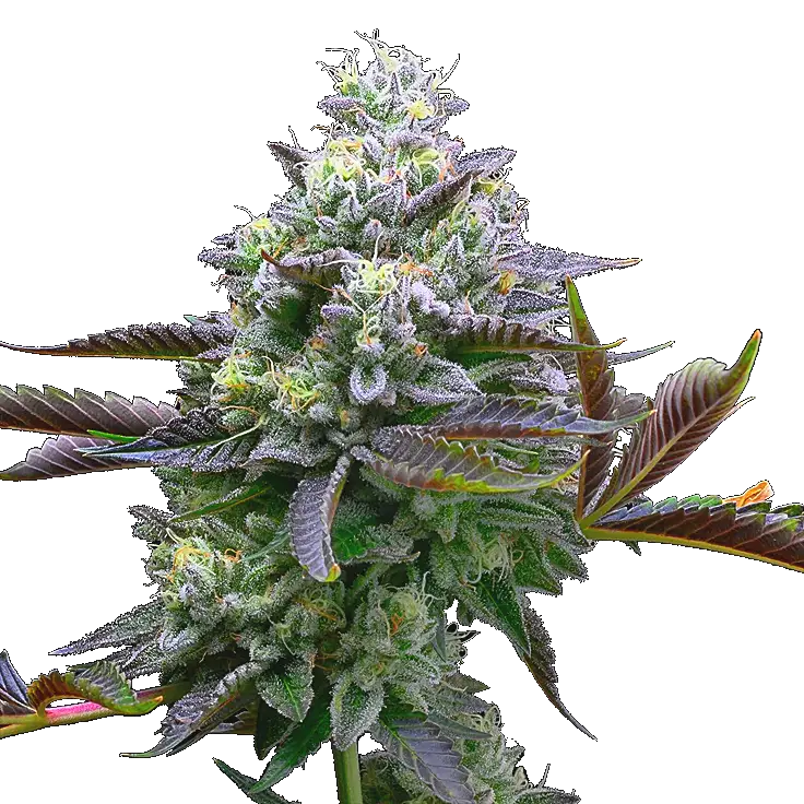 Zoap cannabis strain by Sanya Sativa Seeds