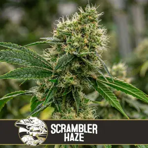 Scrambler Haze