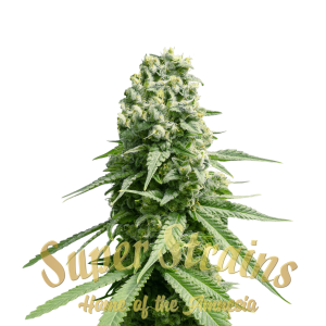 Amnesia – Feminized