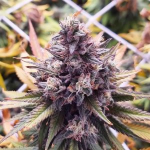 Banana Boogie Split - Monkey Genetics