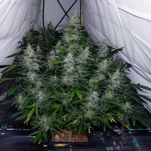 Biscotti Automatic - Monkey Genetics