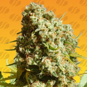 Bruce Banner 3 Fast Flower