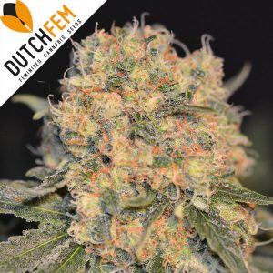 Casey’s Rollex OG Limited Edition