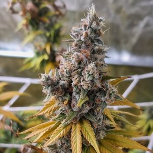 Monkey Cheese Regular