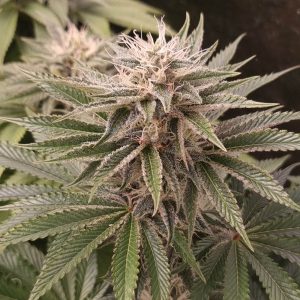 Funky Monkey Sour - Monkey Genetics