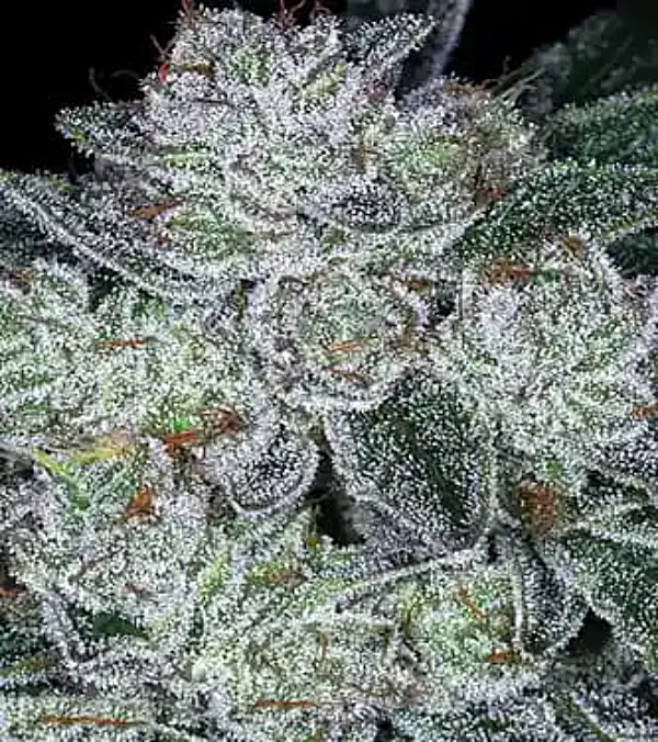 Future #1 cannabis strain by Sanya Sativa Seeds