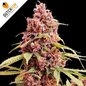 Gelato Olandese Automatics