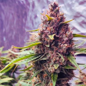 Grand Daddy Purpz - Monkey Genetics