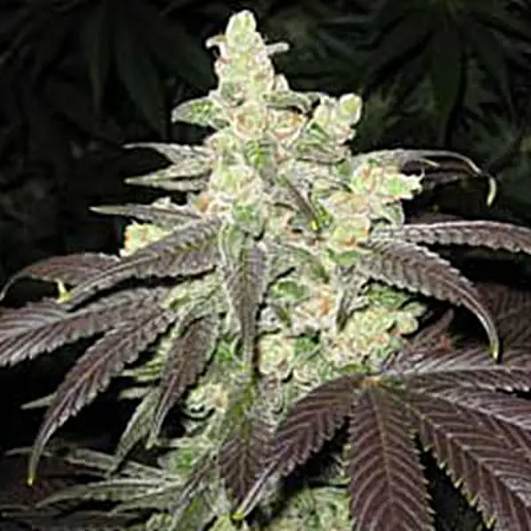 Inglourious Bastard Automatics cannabis strain by Sanya Sativa Seeds