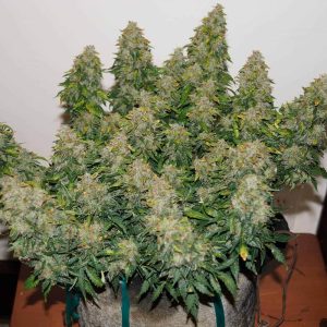 Jack Frost Widow Automatic - Monkey Genetics