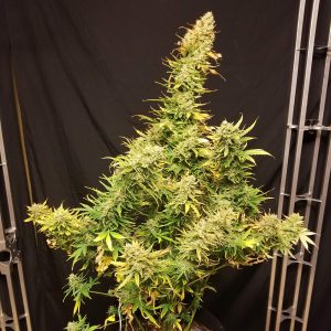 Lemon Skunk Automatic - Monkey Genetics