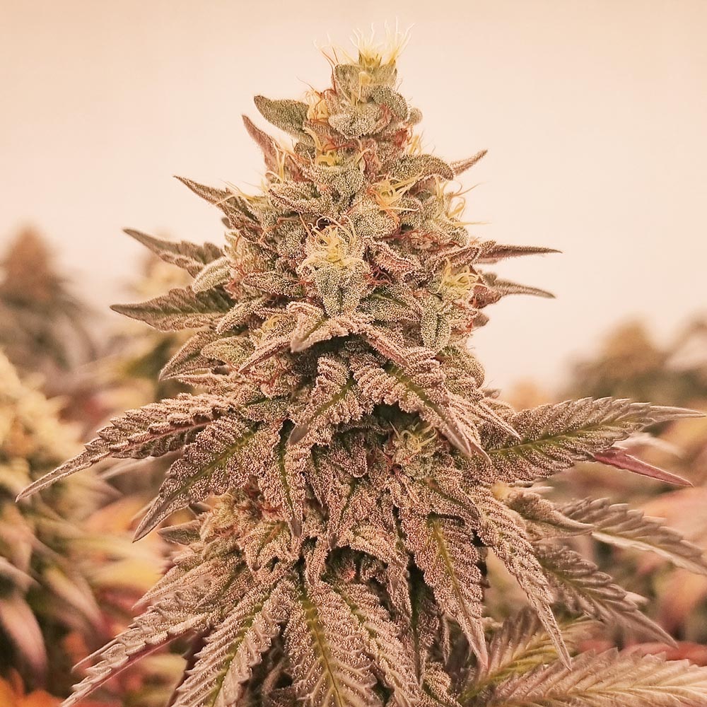 Orangu Tangie – Monkey Genetics cannabis strain by Sanya Sativa Seeds