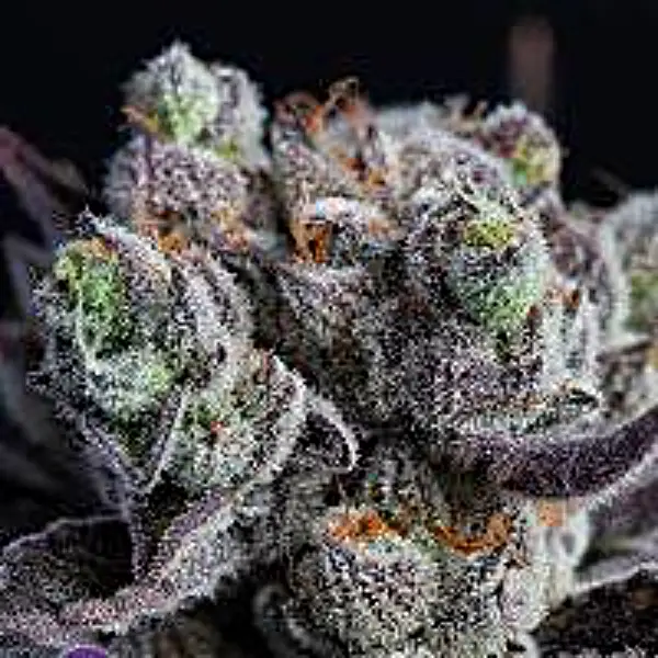 Permanent Marker Automatics cannabis strain by Sanya Sativa Seeds