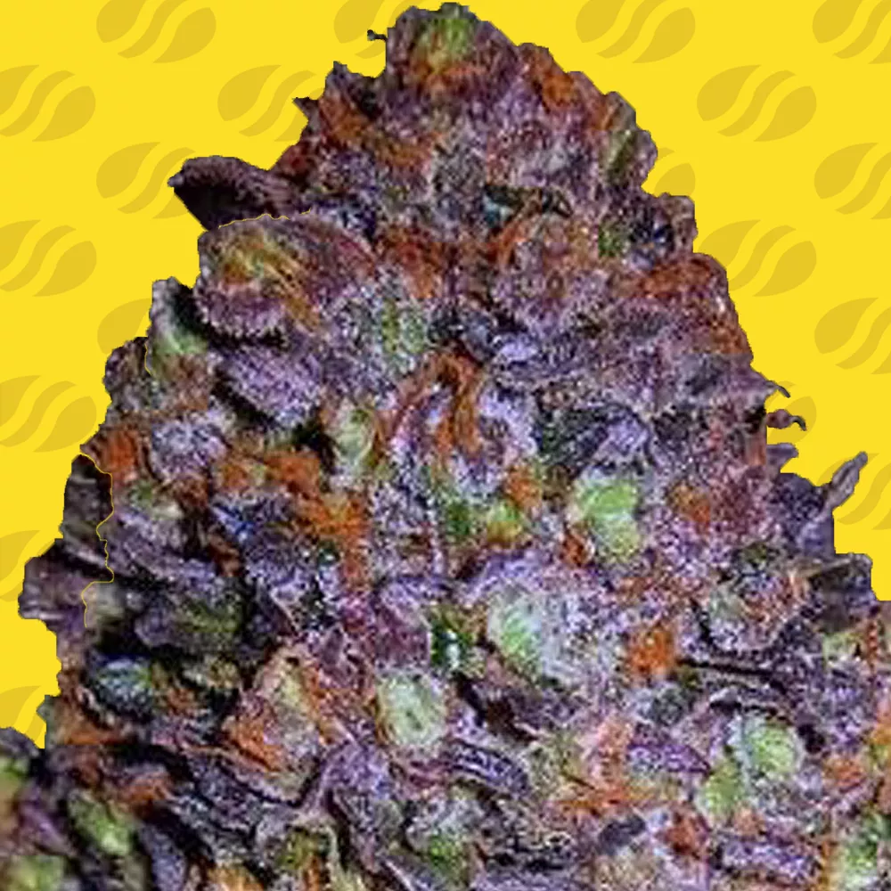 Purple Haze Automatic cannabis strain by Sanya Sativa Seeds
