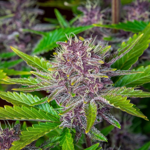 Purple Punch Automatics – Monkey Genetics cannabis strain by Sanya Sativa Seeds