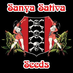 Sanya Sativa Seeds
