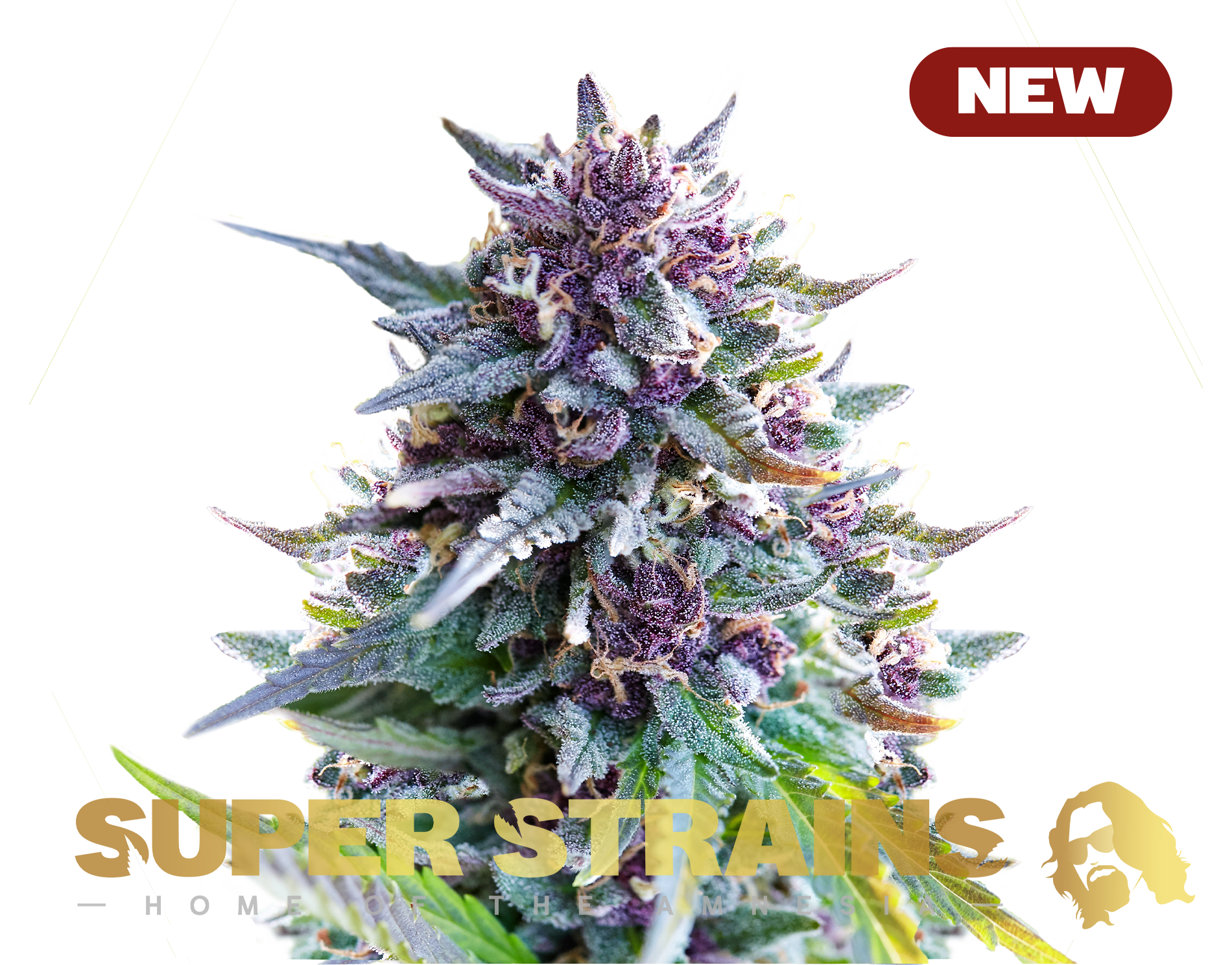 Purple Punch cannabis strain by Sanya Sativa Seeds