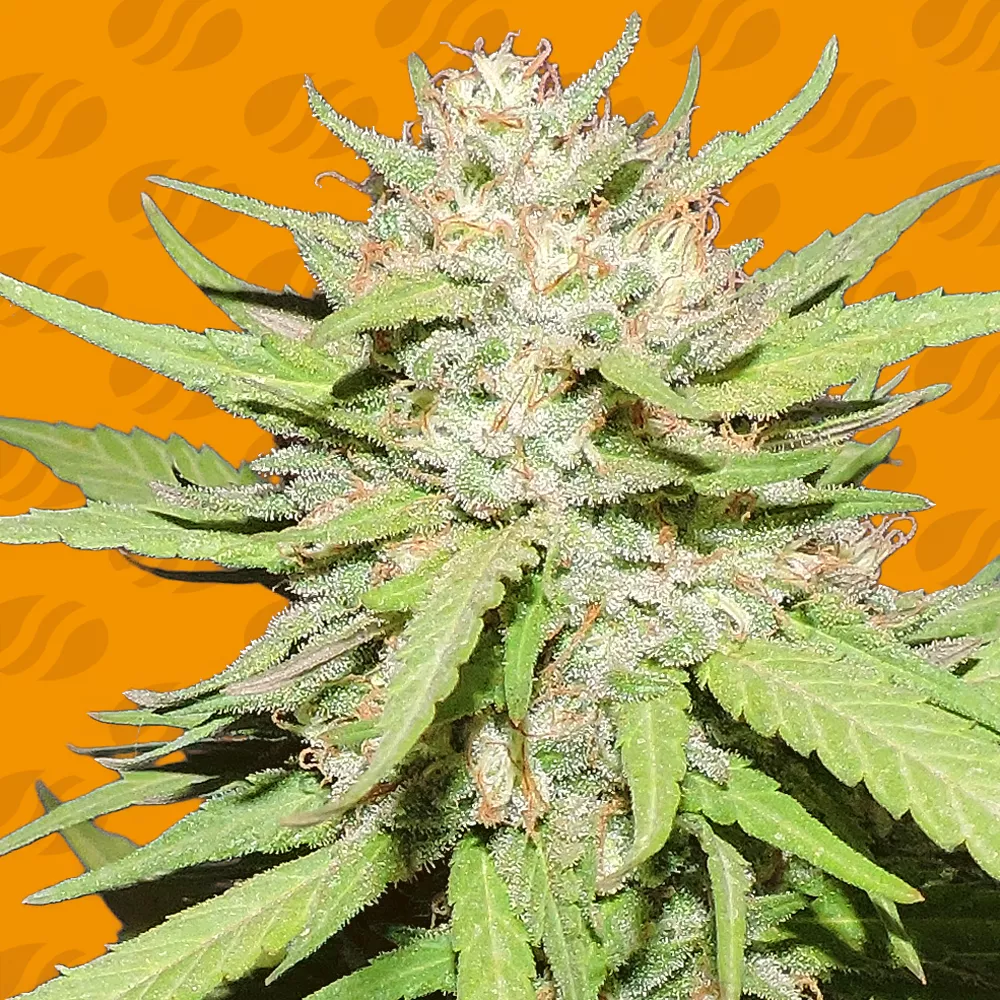 Wedding Cake cannabis strain by Sanya Sativa Seeds