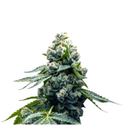 Zoap cannabis strain by Sanya Sativa Seeds