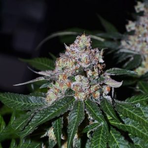 Frosty Acai Mintz - Monkey Genetics