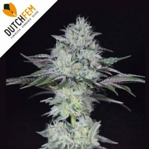 Gorilla Glue#4 Automatic