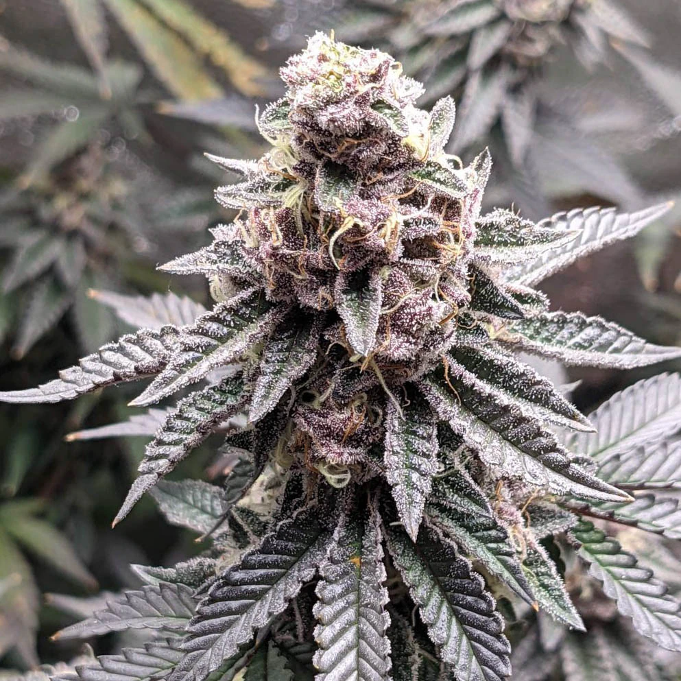 Tropicana Cookies – Monkey Genetics cannabis strain by Sanya Sativa Seeds