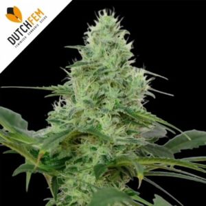 White Widow Automatic