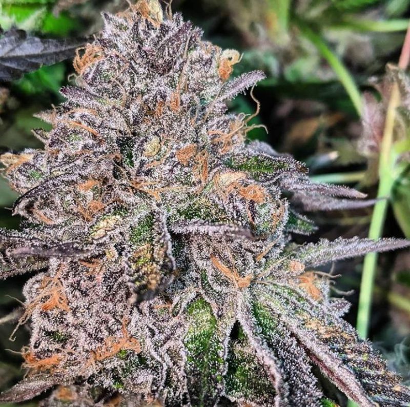 Zkittlez Cake – Sanya Sativa Seeds