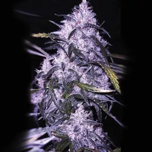 Blue Forest Berry Automatics