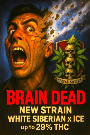 Brain Dead