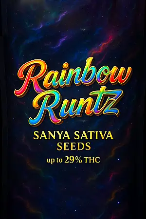 Rainbow Runtz