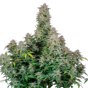 Forbidden Runtz Automatics