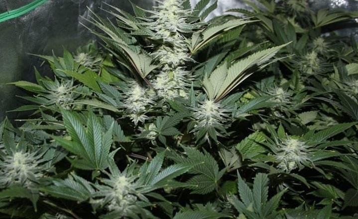 Weddingcake x Frosty Gelato Automatics cannabis strain by Sanya Sativa Seeds